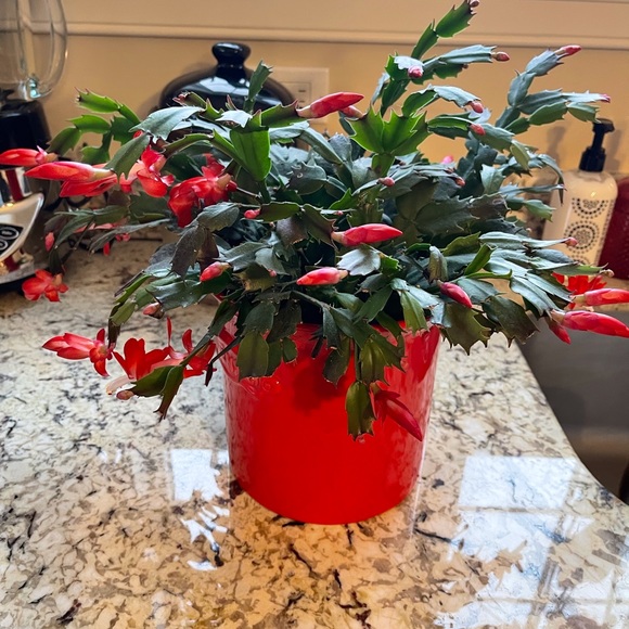 Meet your Posher, Donna - Picture 8 of 8